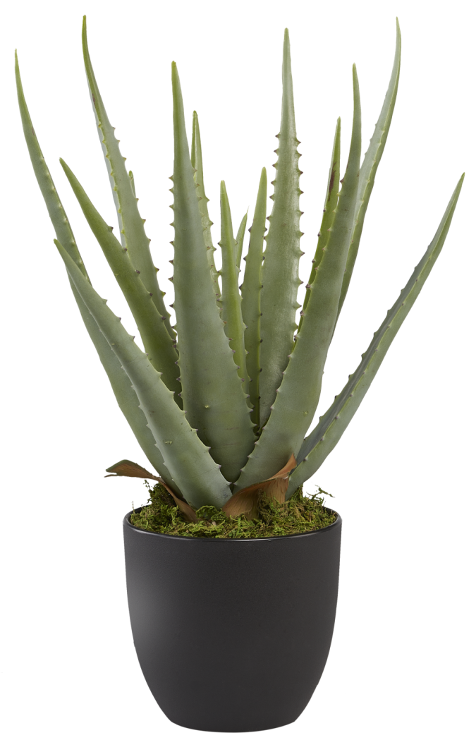 17.5" Potted Aloe Plant PP1006