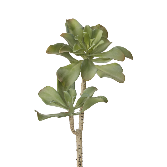 21" Echeveria Stem-2 Heads MH1008
