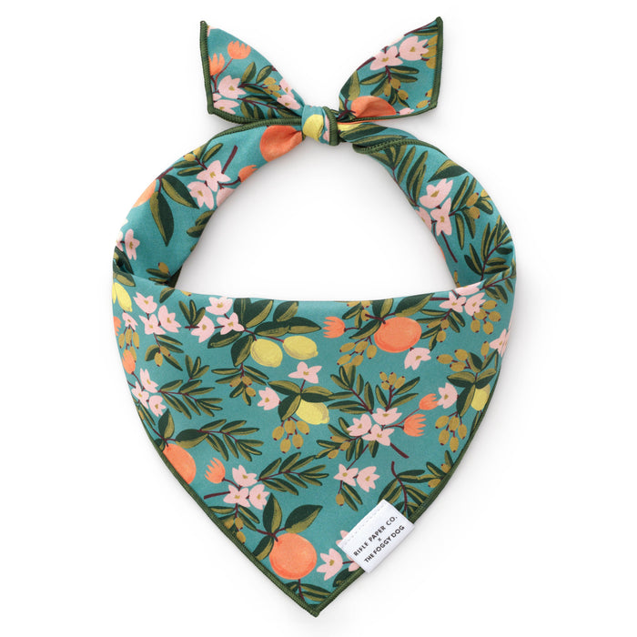 Rifle Paper Co. x TFD Citrus Floral Dog Bandana: Large