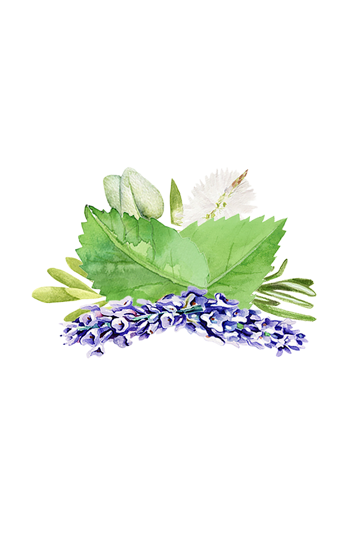 Rustic Strength - botanical image of lavender, peppermint leaves, rosemary, eucalyptus and tea tree plants representing the Aromatherapy scent