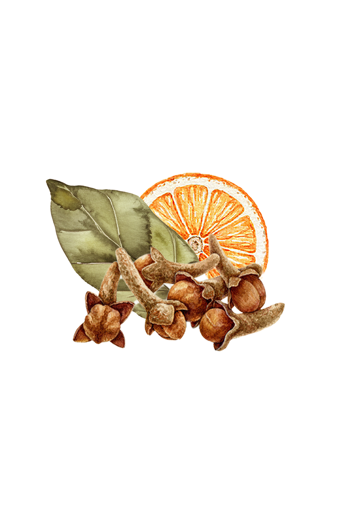 Rustic Strength - botanical image of clove pods in front of a bay leaf and an orange slice, representing Bay Spice scent