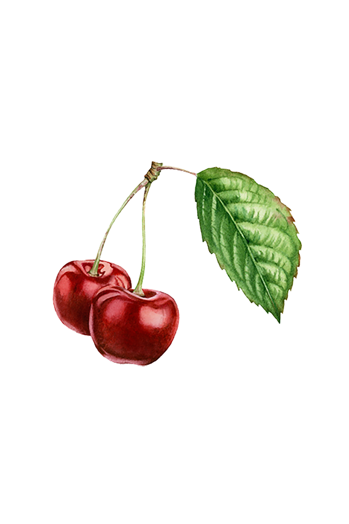 Rustic Strength - botanical image of two cherries on a stem with leaf, representing cherry scent