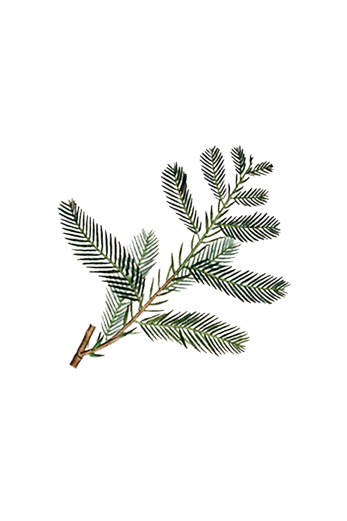 Rustic Strength - botanical image of a cypress branch, representing Cypress scent
