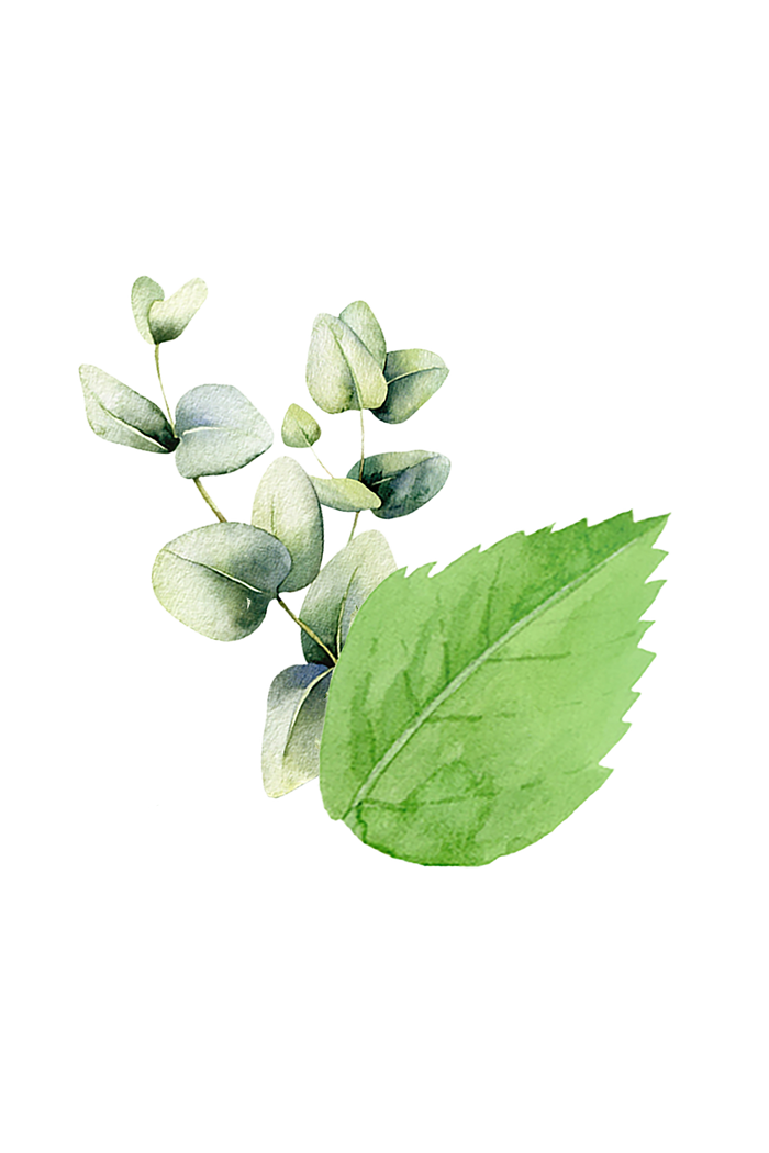 Rustic Strength - botanical image of Peppermint leaf with a eucalyptus branch, representing Mint & Eucalyptus scent