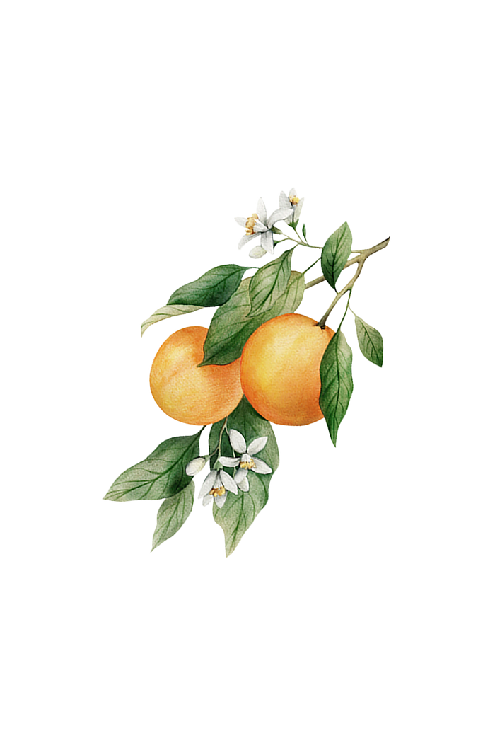 Rustic Strength - botanical image of oranges on a branch with orange blossoms, representing Orange scent