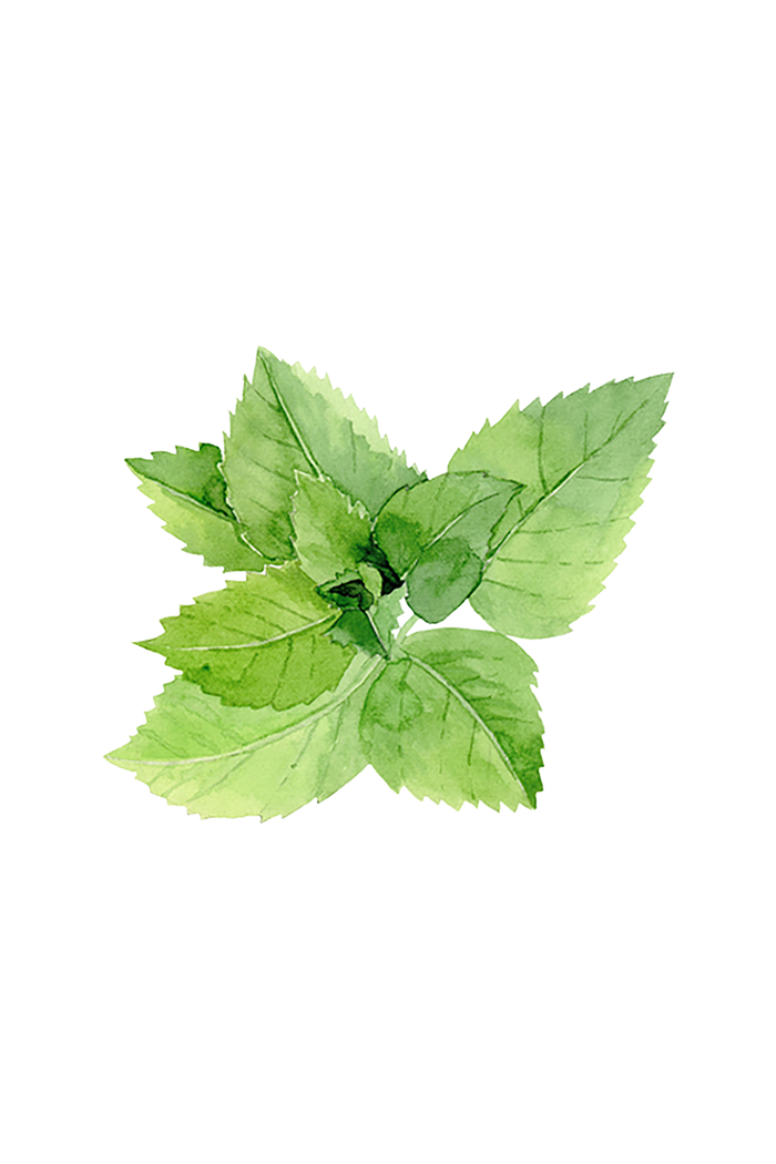 Rustic Strength - botanical image of bundled peppermint leaves, representing Peppermint scent