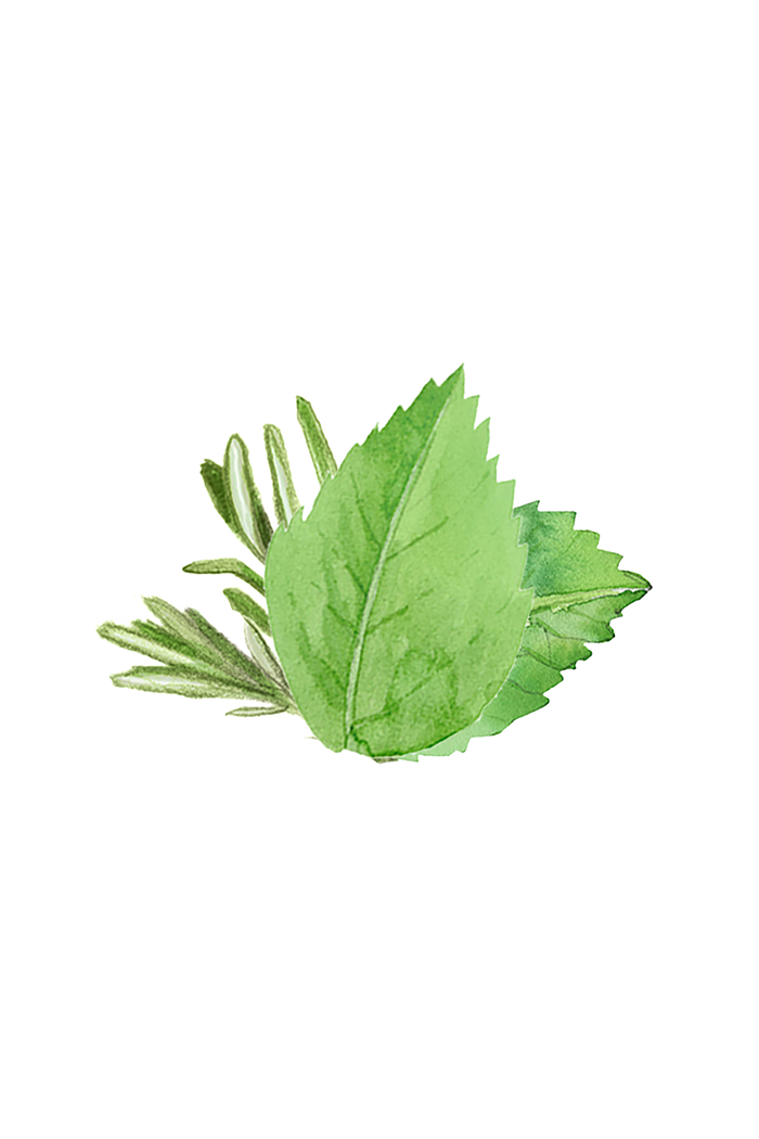 Rustic Strength - rosemary sprig and mint leaf representing our Rosemary & Mint Scent