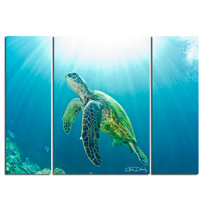Sea Turtle' 3-Piece Wrapped Canvas Wall Art Set