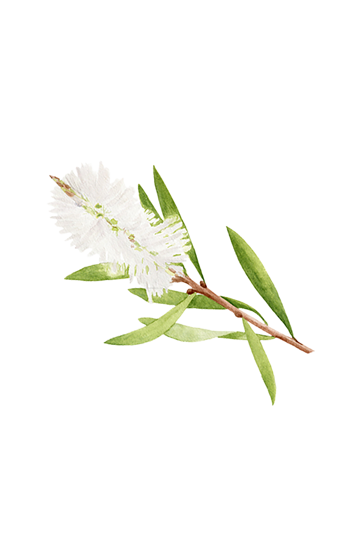 Rustic Strength - botanical image of tea tree bloom on a branch, representing Tea Tree scent